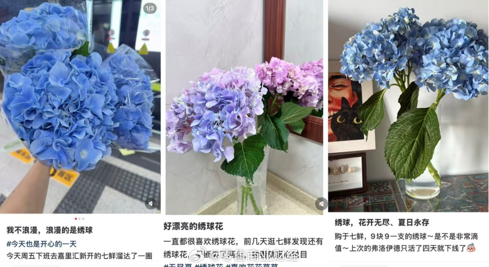 【京东七鲜“每周一花”遇上绣球季：8.9元起把“彩夏”带回家】 夏日氛围正浓，在