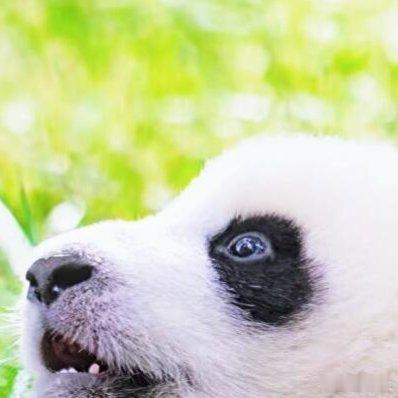 熊猫守护者[超话] 真正决定一个人成就的也不是运气，而是严格的自律和高强度的付出