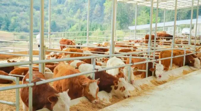 澳大利亚跟美国急了，中国这一次出手，不仅能让“饭碗”牢牢端在自己的手里，还让美澳