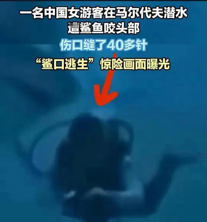 一条凶猛的虎鲨在马尔代夫从一名中国潜水游客后方突袭，一口咬住了她的头部！而这名游