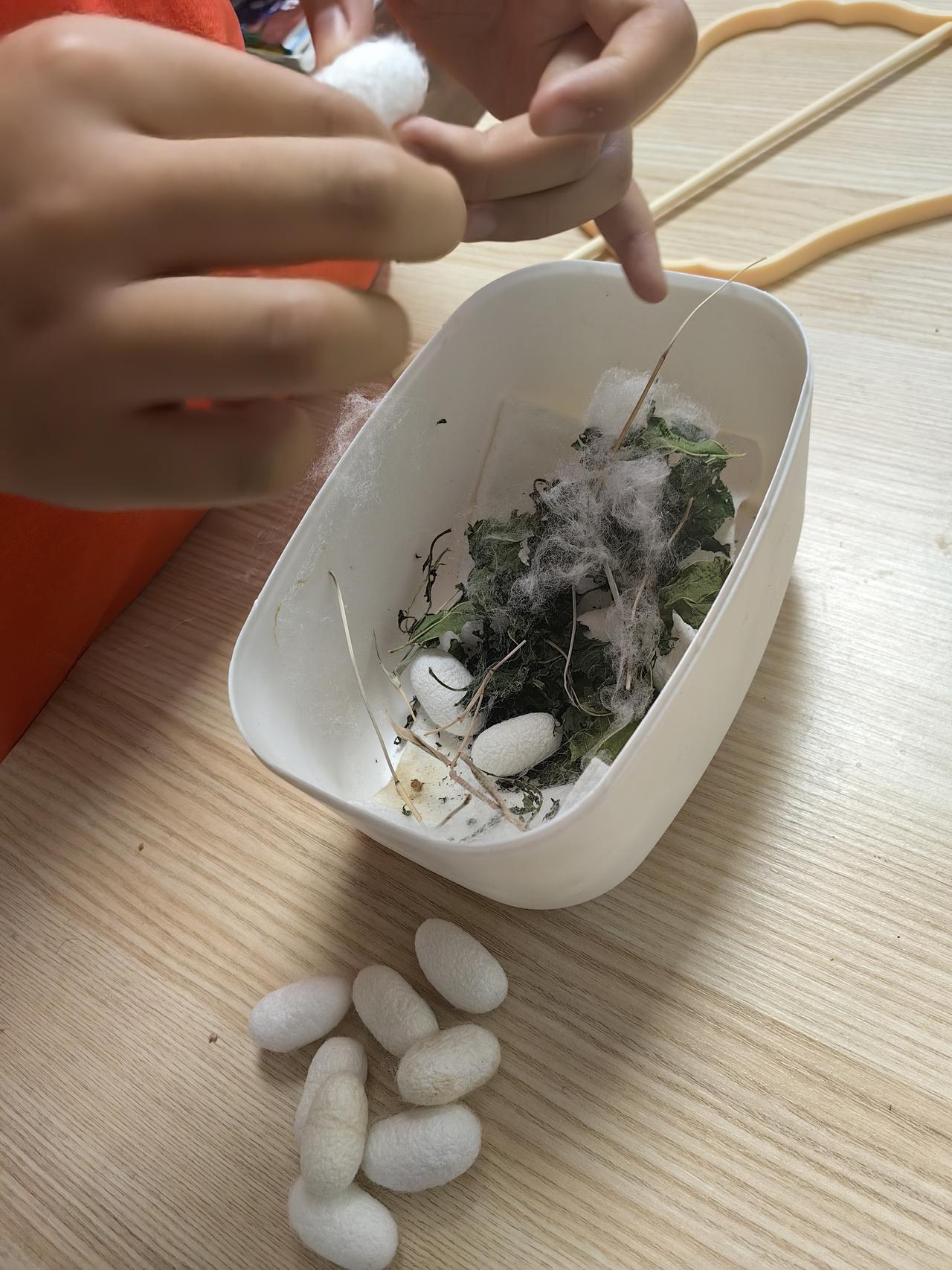 「制作蚕丝扇」
 —姥姥手记 2026.5.17
春日和外孙女一同养蚕，看着春蚕
