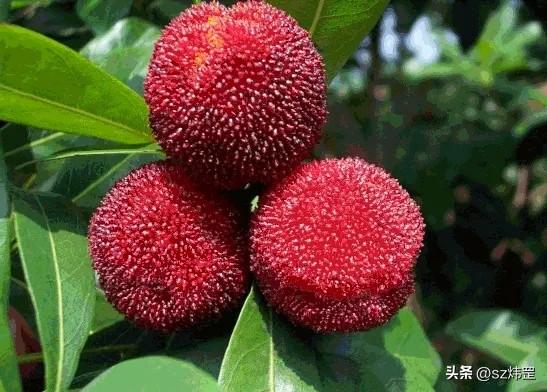（原创）生意难做
说是今晚有大雨，就老实在家待着吧。
重新泡了杯茶，顺手拿了个快