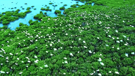 五月的白城草木清新，湿地迎来成群候鸟翩跹起舞，观鹤赏鸟氛围感拉满。辽阔草原肆意驰