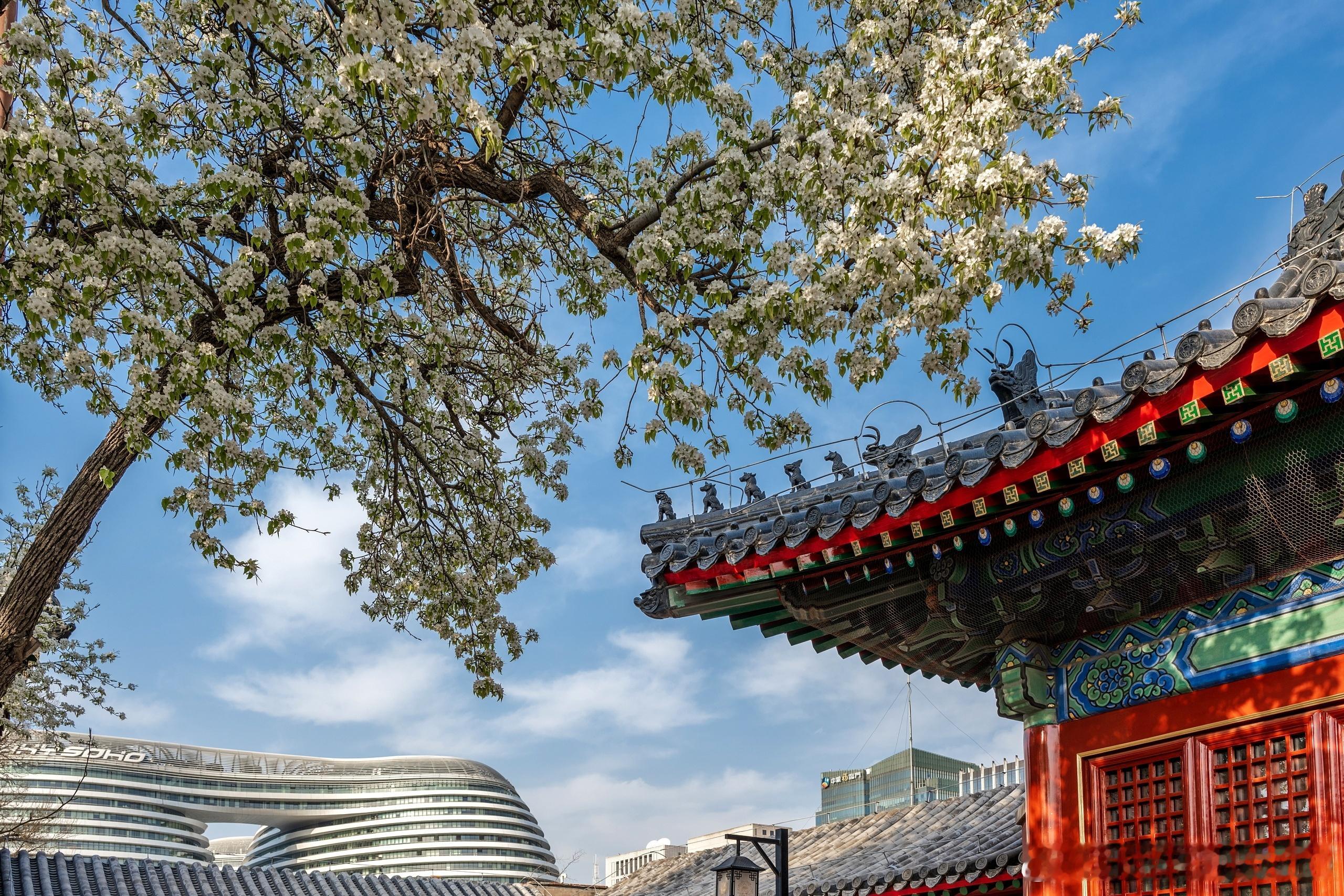 【北京古建繁花】岁月流转轻音绕梁  梨花满堂古韵悠扬在智化寺听音，赏花，春意盎然