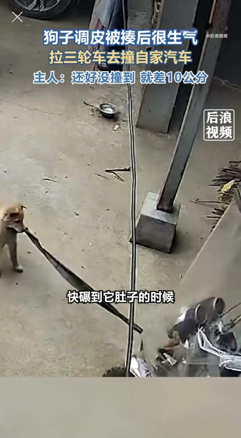 彻底解释不清了！
河南一狗狗被主人揍后拉三轮车去撞自家汽车，主人：还好没撞到，就