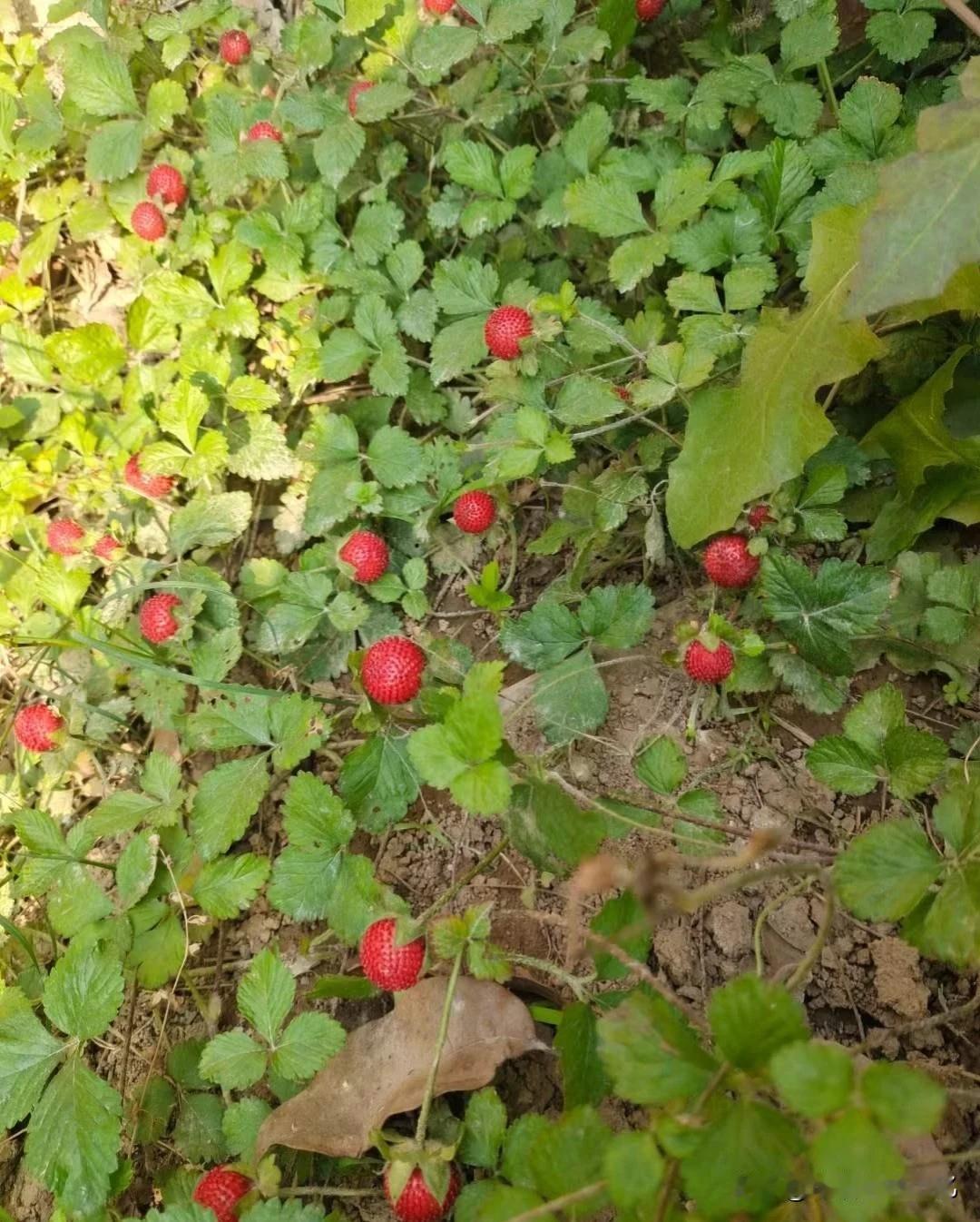 想吃草莓吗