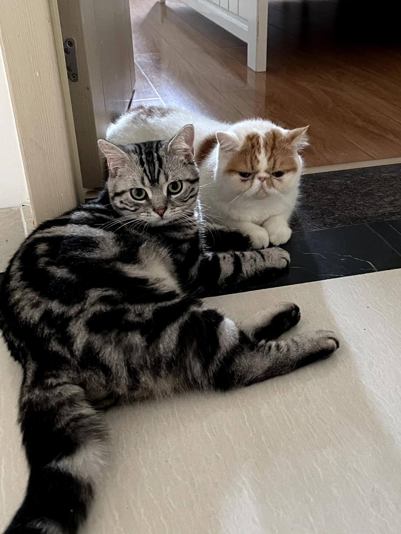 能晒一下你家猫咪慵懒的样子吗这二只猫咪已有五岁了，兄弟俩经常打架？[捂脸][捂脸