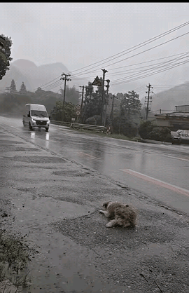 马路边上，一条狗正静静地趴着……这时，一辆小车疾驰而来，只见这狗刹那间如离弦之箭