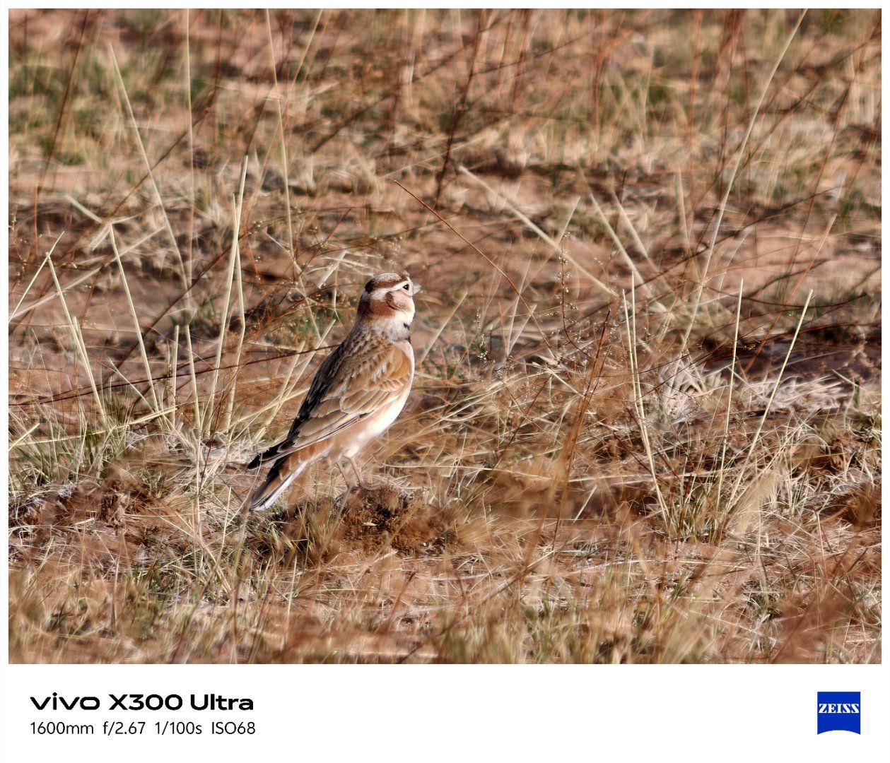 第一次拍百灵，居然用的是手机 还有繁殖羽的铁嘴沙鸻其实还遇到了角百灵，但拿的机器