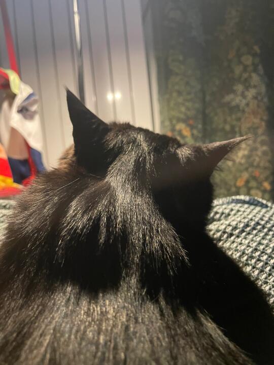 小猫是不是背着我天天撸铁健身呢