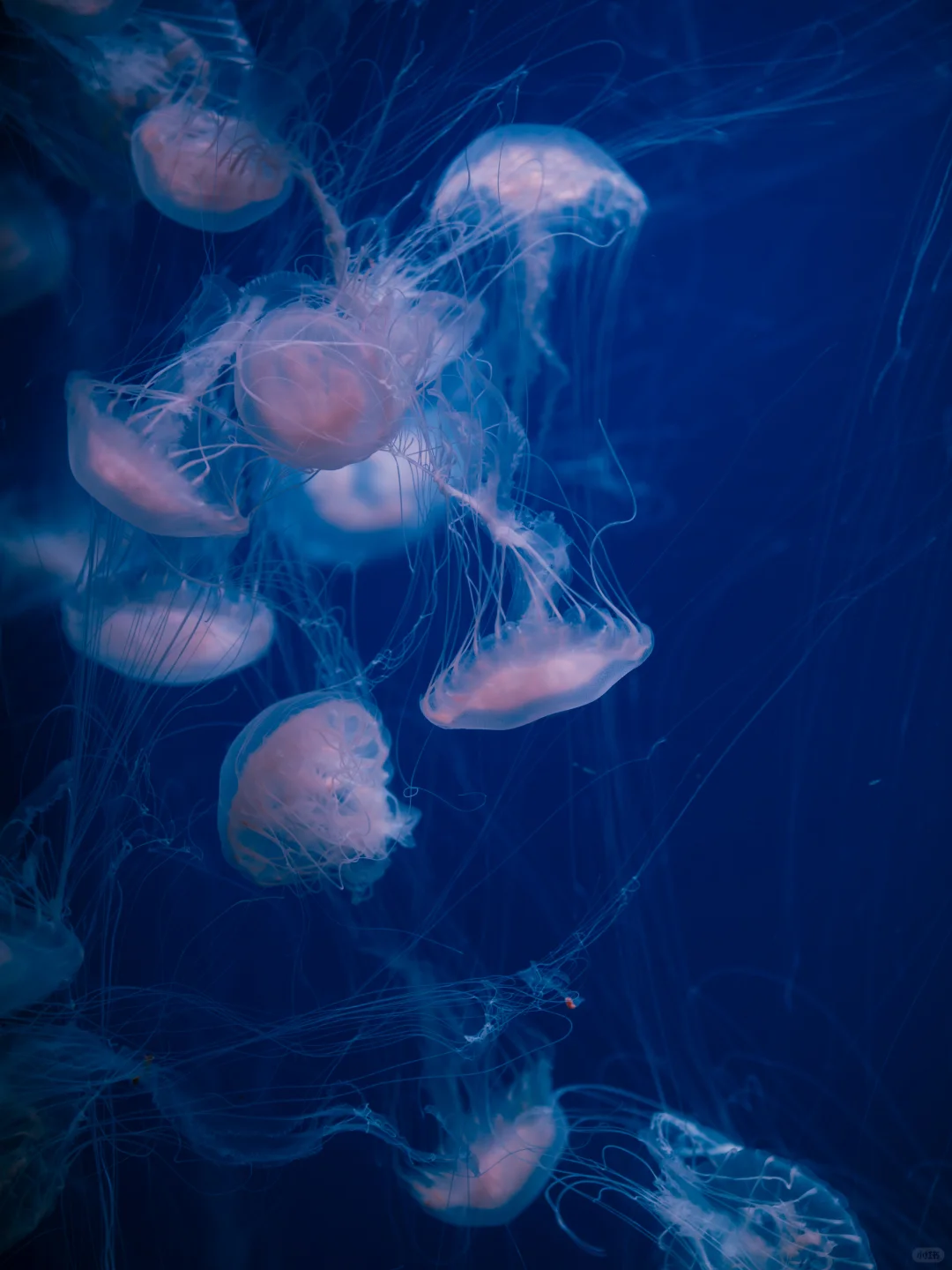 北京1h‼️天津极地海洋公园暑期攻略