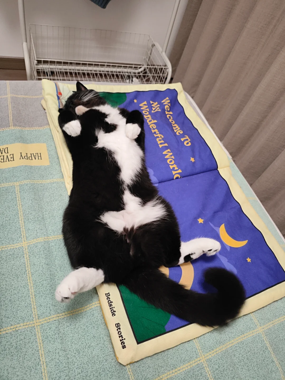 猫科动物在睡觉时都很警觉