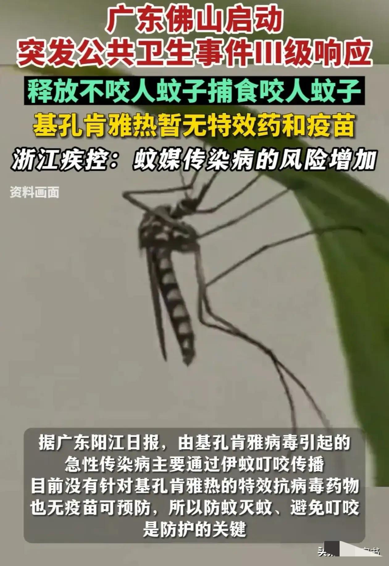 解释不清了！广东，为了应对基孔肯雅热，中山大学的副教授带着学生团队，跑到佛山，往