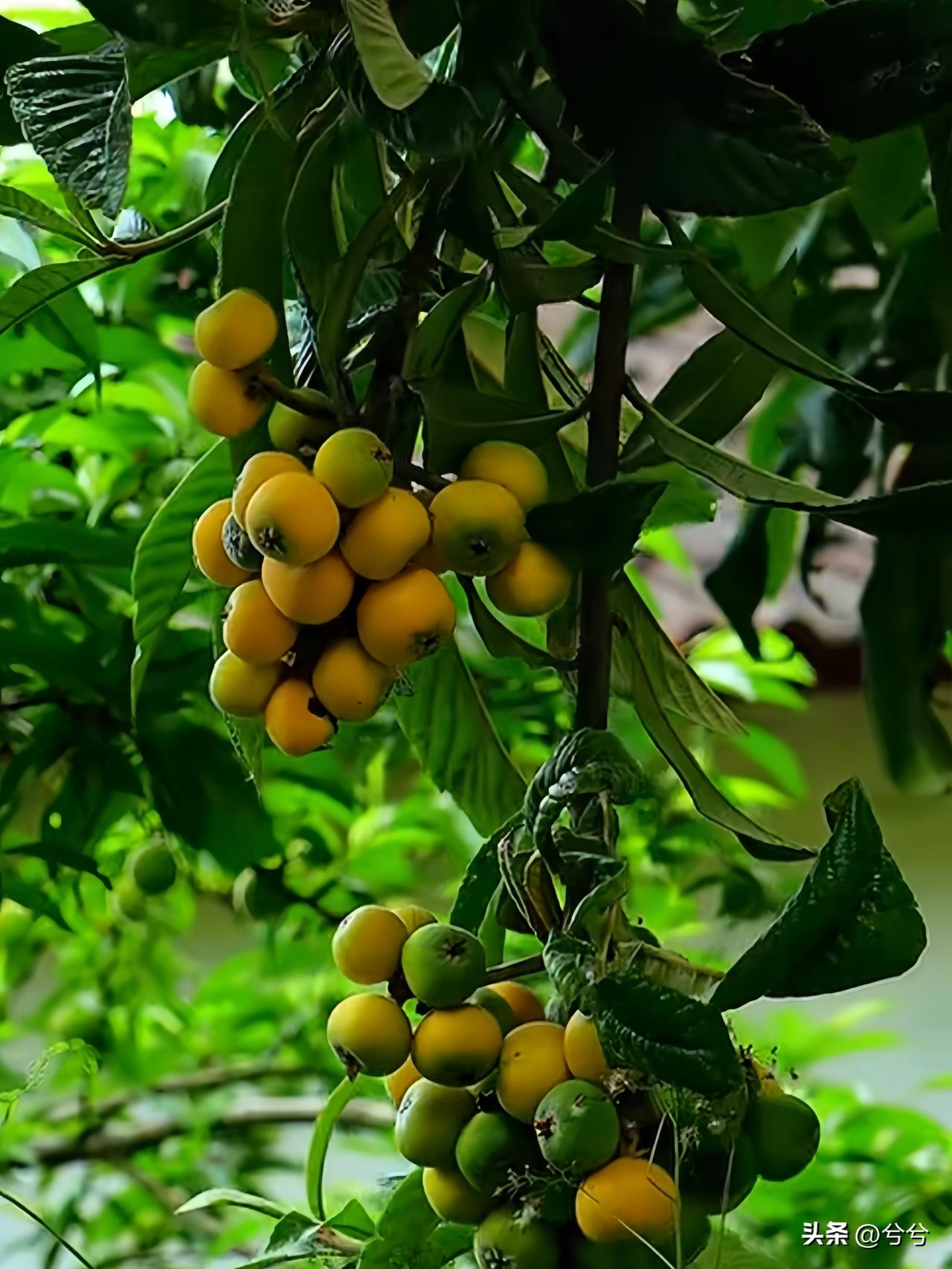 夏至逢父亲节
 
夏至遇父亲节，
温柔暖意撞满怀。
白昼最长的这天，
恰似父亲藏