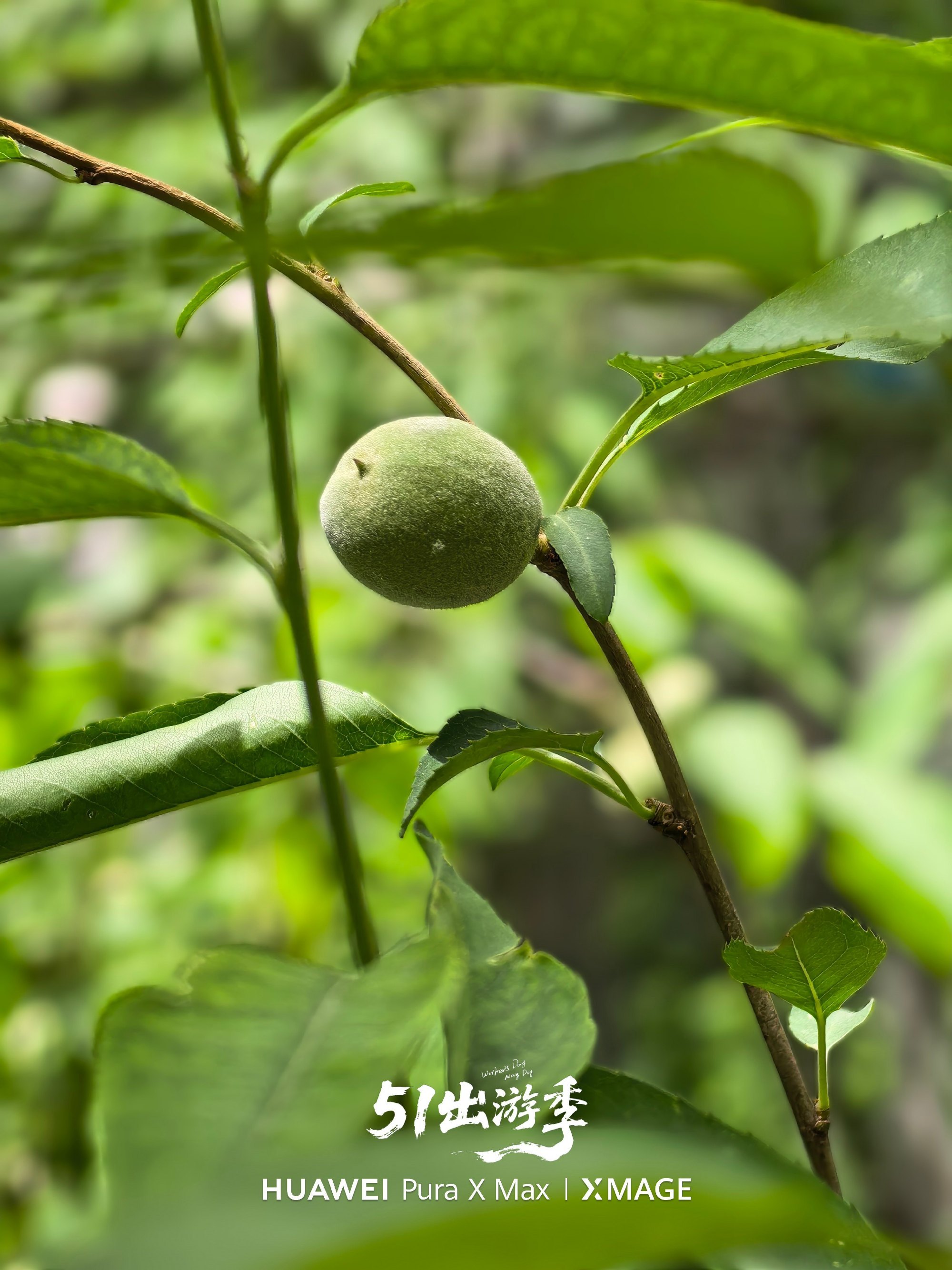 用PuraXMax 随手拍几张，阴天在光源不充足的情况下，整体色彩感还原度很高很
