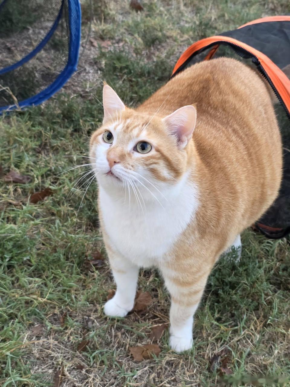 猫宁 ​​​