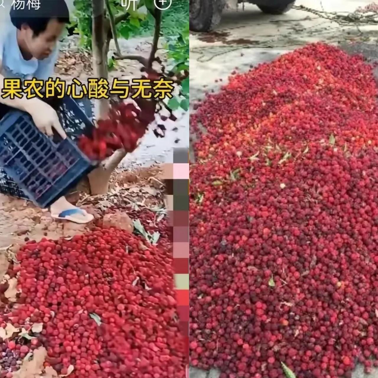 福建漳州杨梅泡药这事一出，如今恶果彻底显现，开始反噬整个产地了。
 
现在市场行