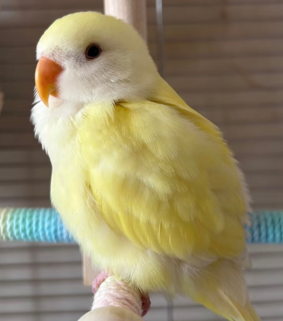 圆圆鸟宝 