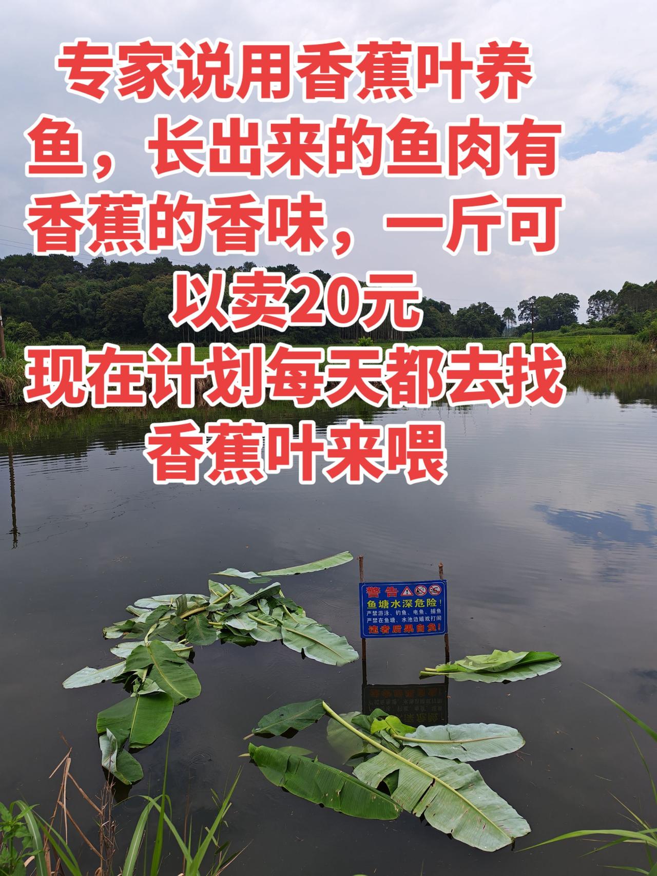 今天看视频，专家说用这个叶子来养鱼，养出来味道香甜，比市场上的都要贵，所以现在要