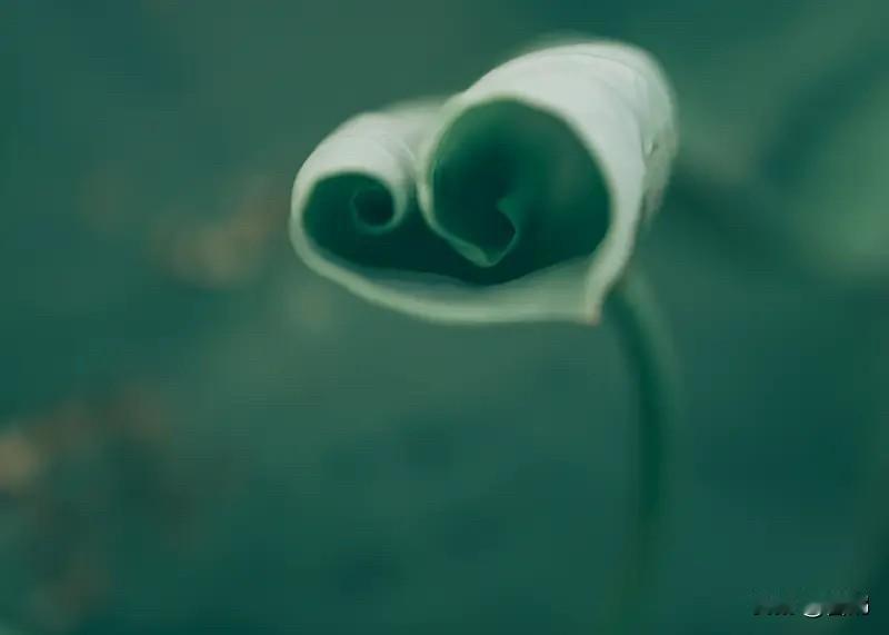 心简如素，欢喜自生

尘世喧嚣，岁月奔忙，我们总在追逐中弄丢了初心，在纷扰里迷失