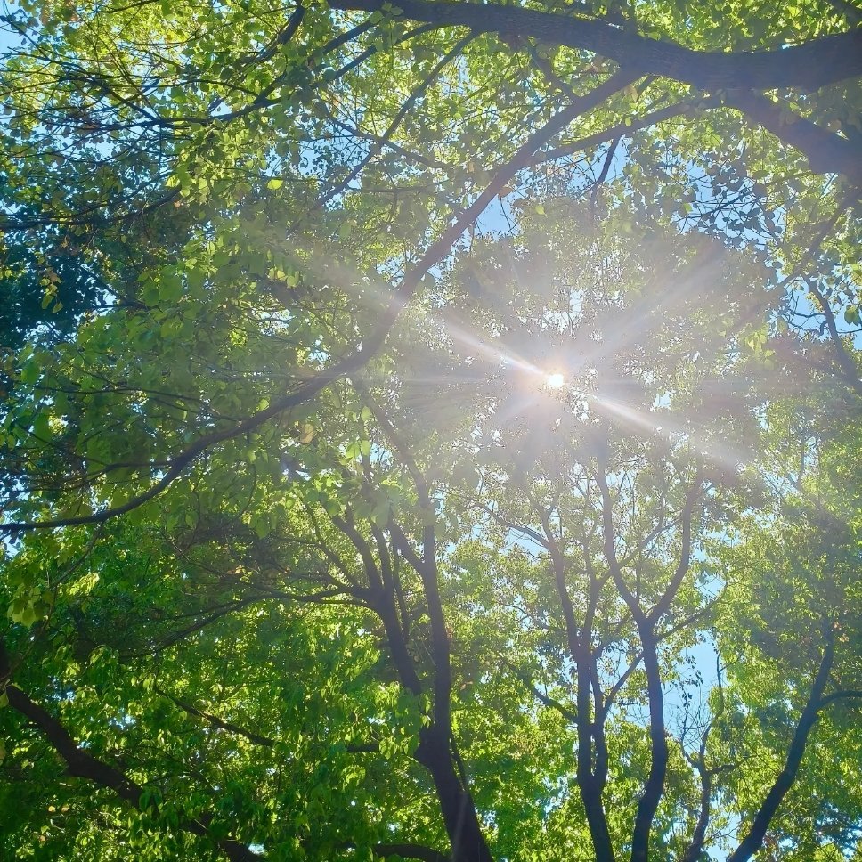 想成为一棵树 生长出纹路 拥抱你的荒芜. 