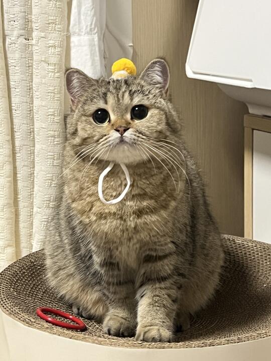 看着好乖