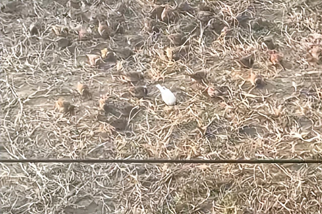 大吉大利，祥瑞之兆啊。
2025年12月27日，山东网友“小草睡着了”无意中朝楼