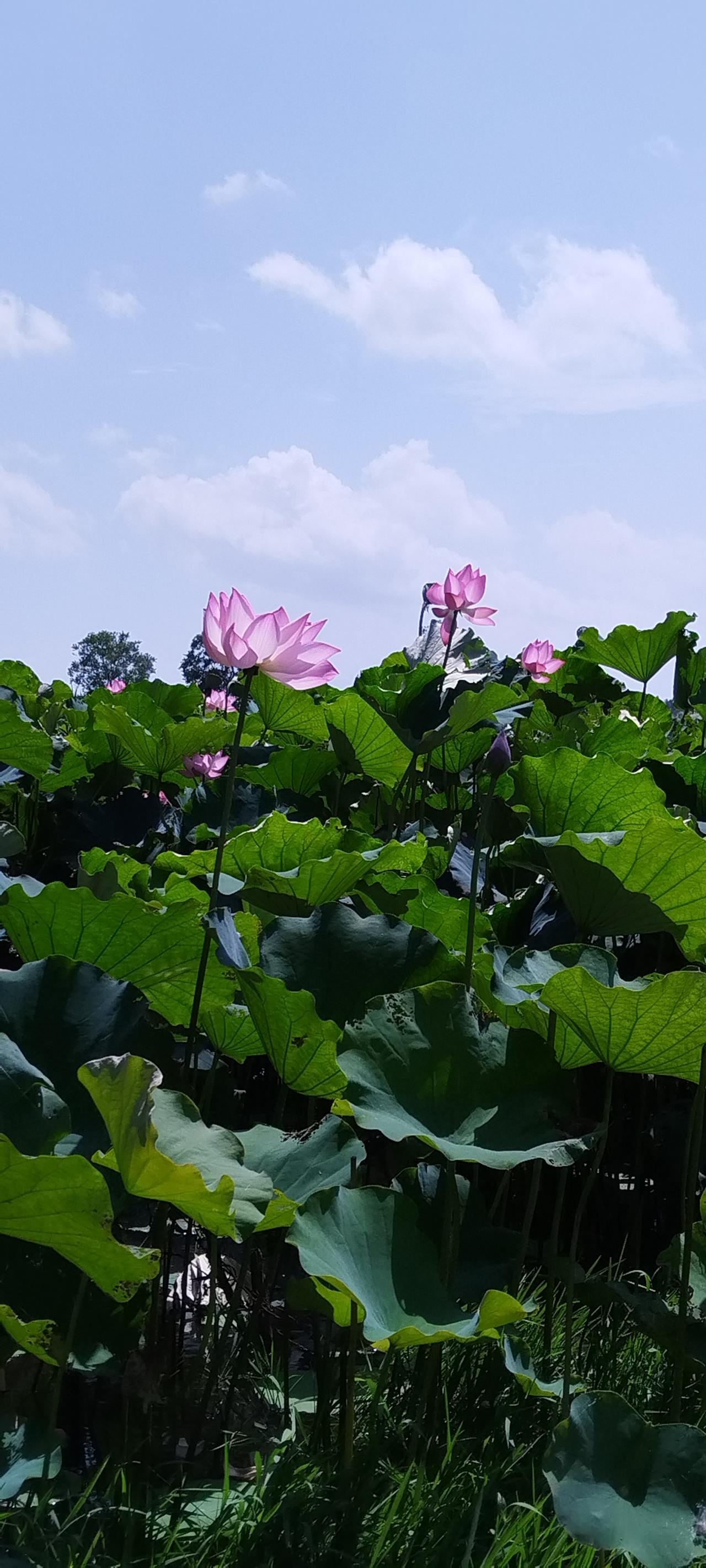 分享一张你拍的花，什么花都行