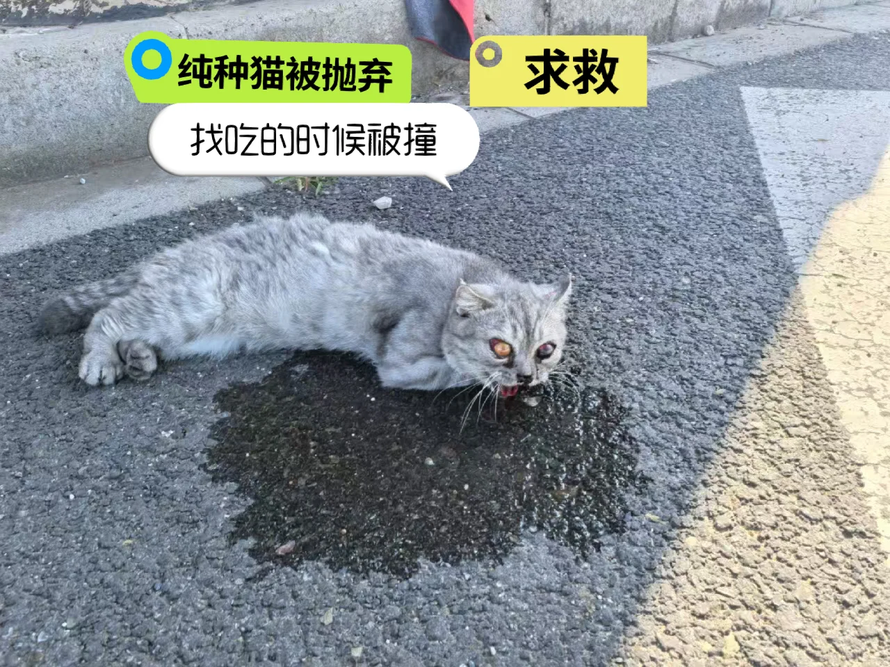 发现人办事路过，看到一只被撞的小猫，有没有可以救一下，发现人愿意出一部...