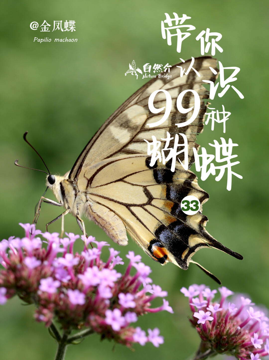 带你认识99种蝴蝶