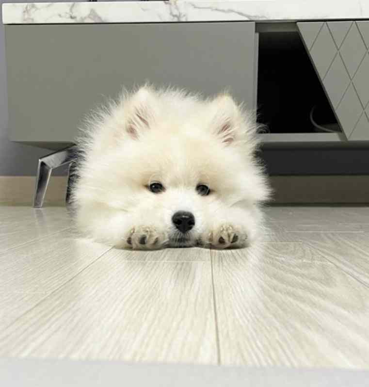 一想到要看来学了，萨摩耶不起来了 ​​​