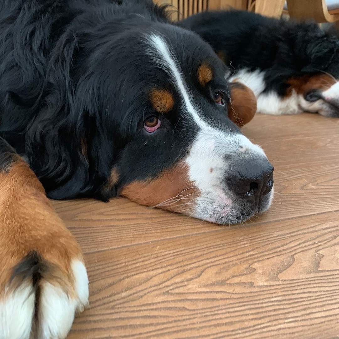 🐕🐑🌱 ​​​