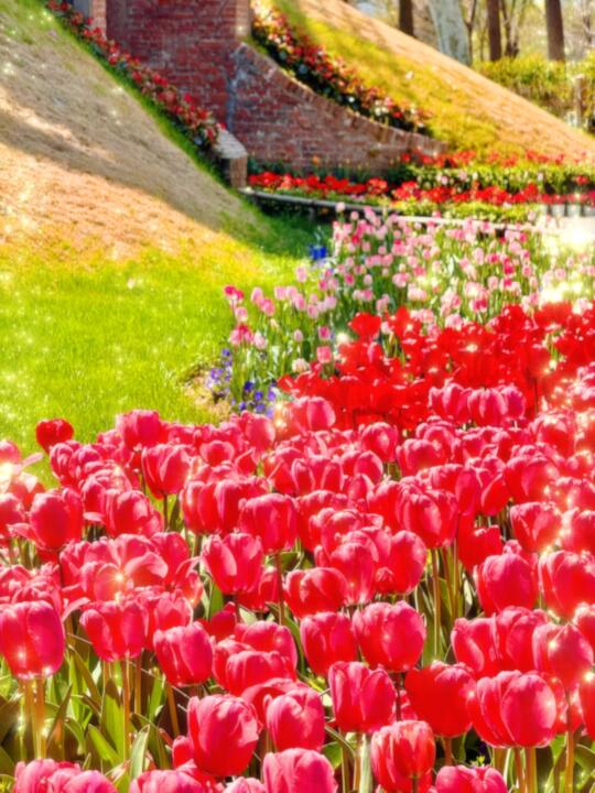 这就是我来南京绿博园的意义。。。🌷