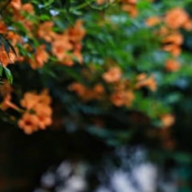 0000凌霄花种植养护方法sorry我担就这么争气 1．选苗：选择枝干粗壮、根系