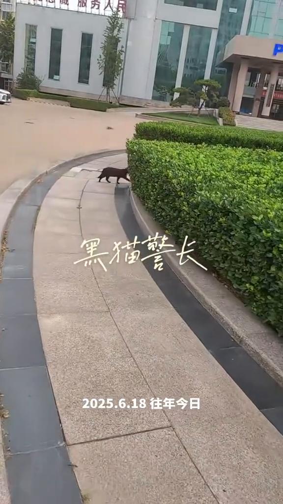 黑猫警长。
2025.6.18往年今日。