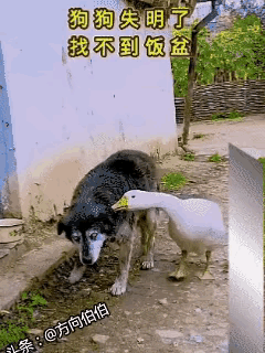 狗狗为保护小鹅不幸双目失明，大鹅的报恩举动，看完瞬间破防。

从前狗狗一路守护小