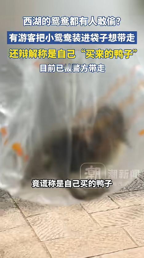 “脸都不要了！”5月4日，浙江杭州，两名游客在西湖游玩时，发现水里有刚出生的小鸳