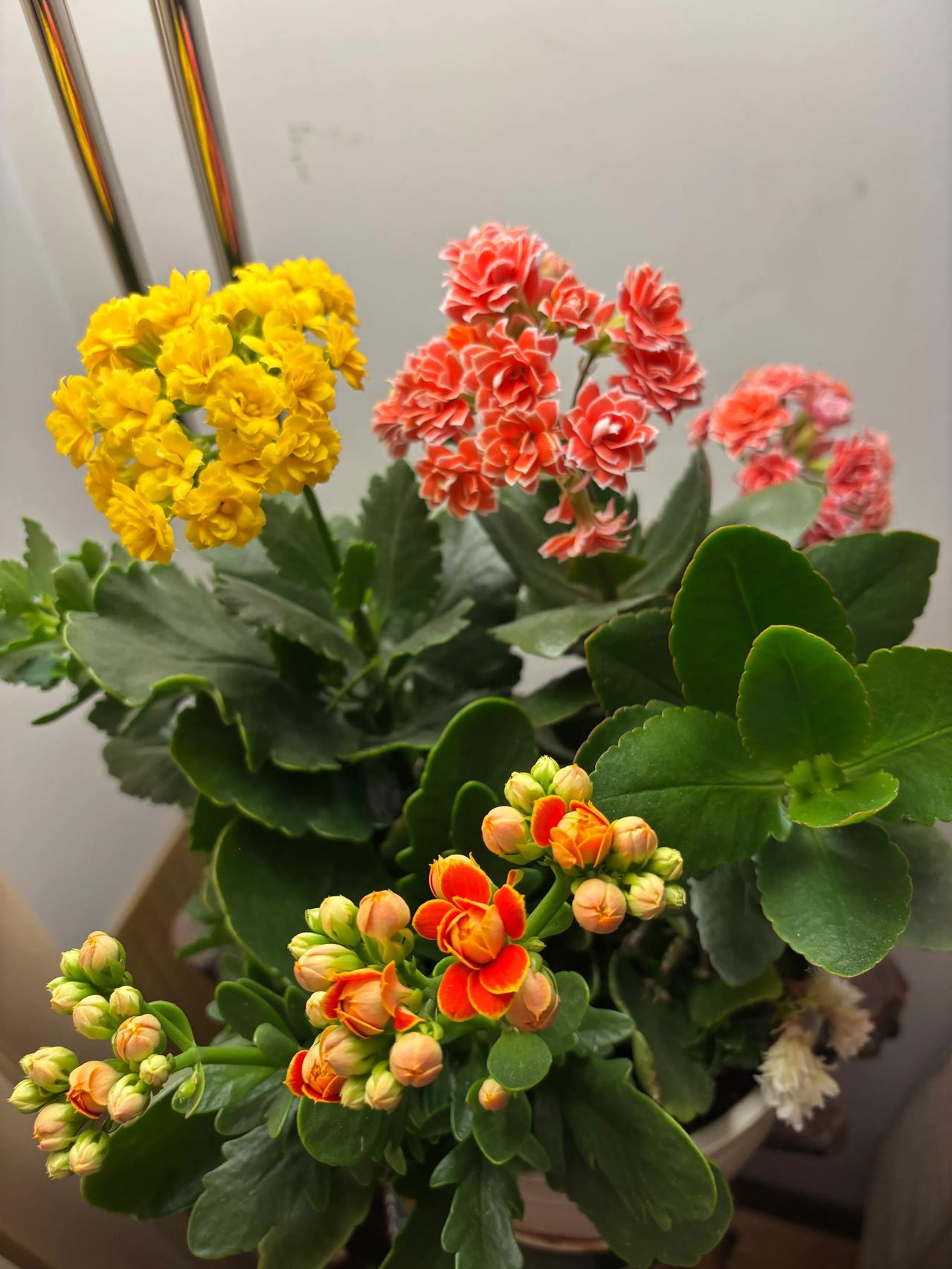 长寿花开花啦，纯粹的颜色[偷笑]