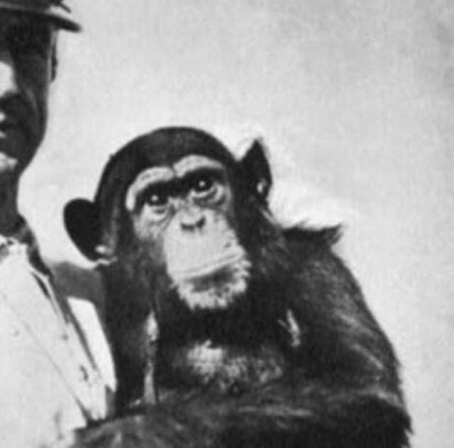 1920年，一俄国医生突发奇想，将猴睾丸移植到74岁老人体内，术后，没想到这位老