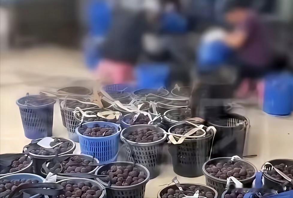 说一句让大家比较失望的话吧，像泡药杨梅这种事件不会是孤例，未来一定还会有很多的