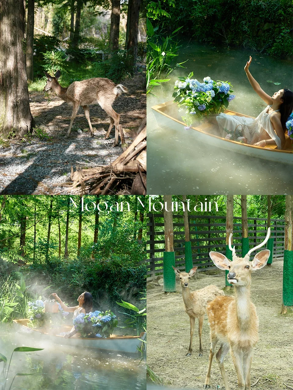 没去国外！！在莫干山🦌🫧仙气氛围感拉满啊啊