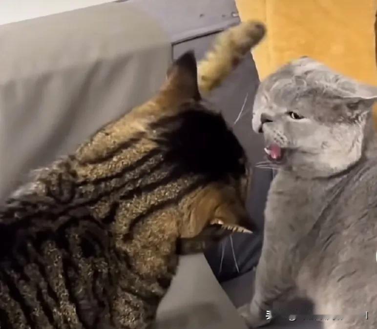 一只中华狸花猫，漂洋过海到了英国，被一家英国主人收养。家里原有的一只英国蓝猫认为