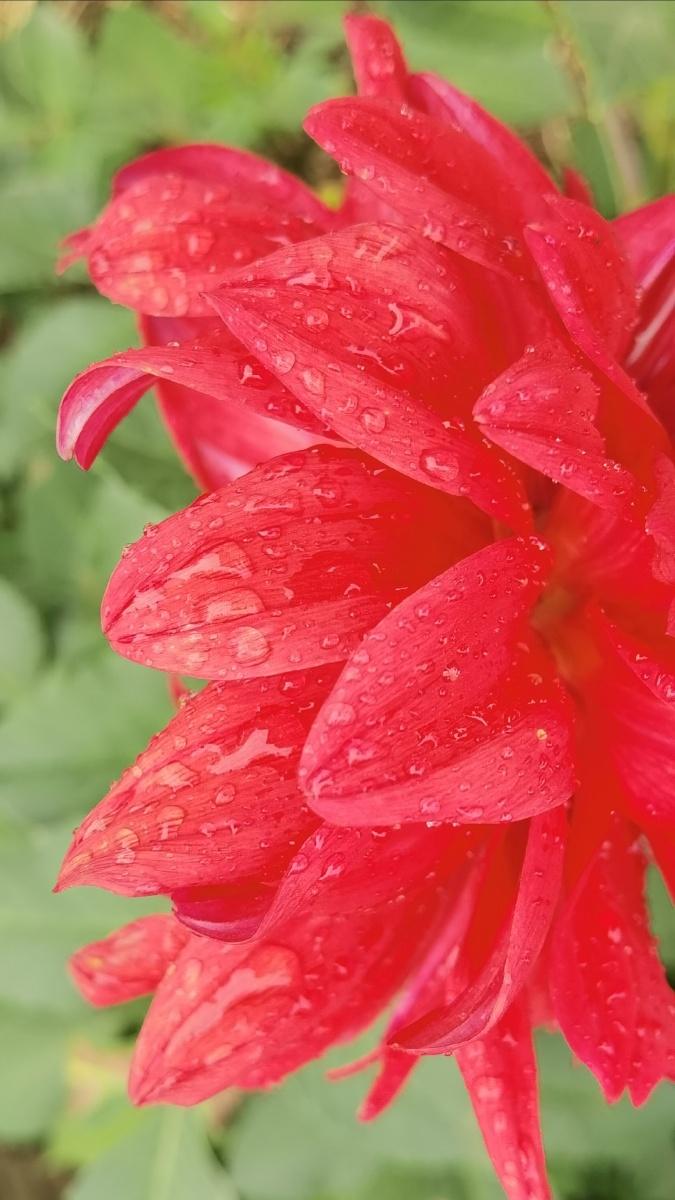 下联：细雨润红花。

（图片来自网络）