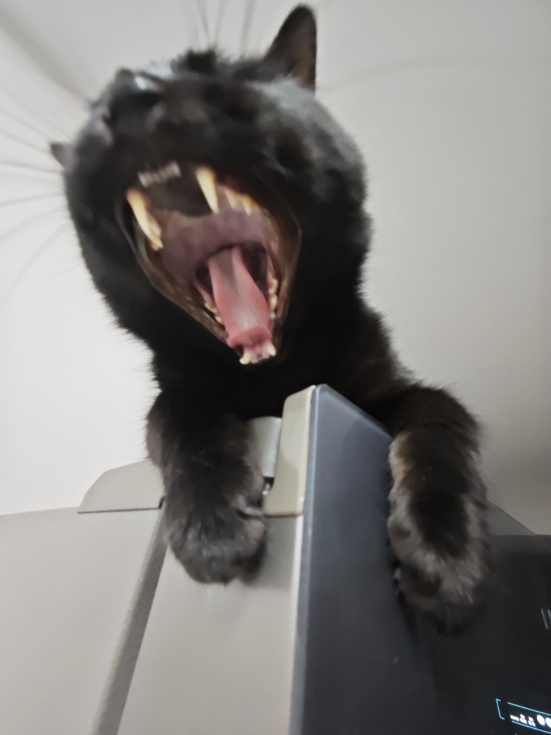 苹果实况你要毁了小猫小米说它不服