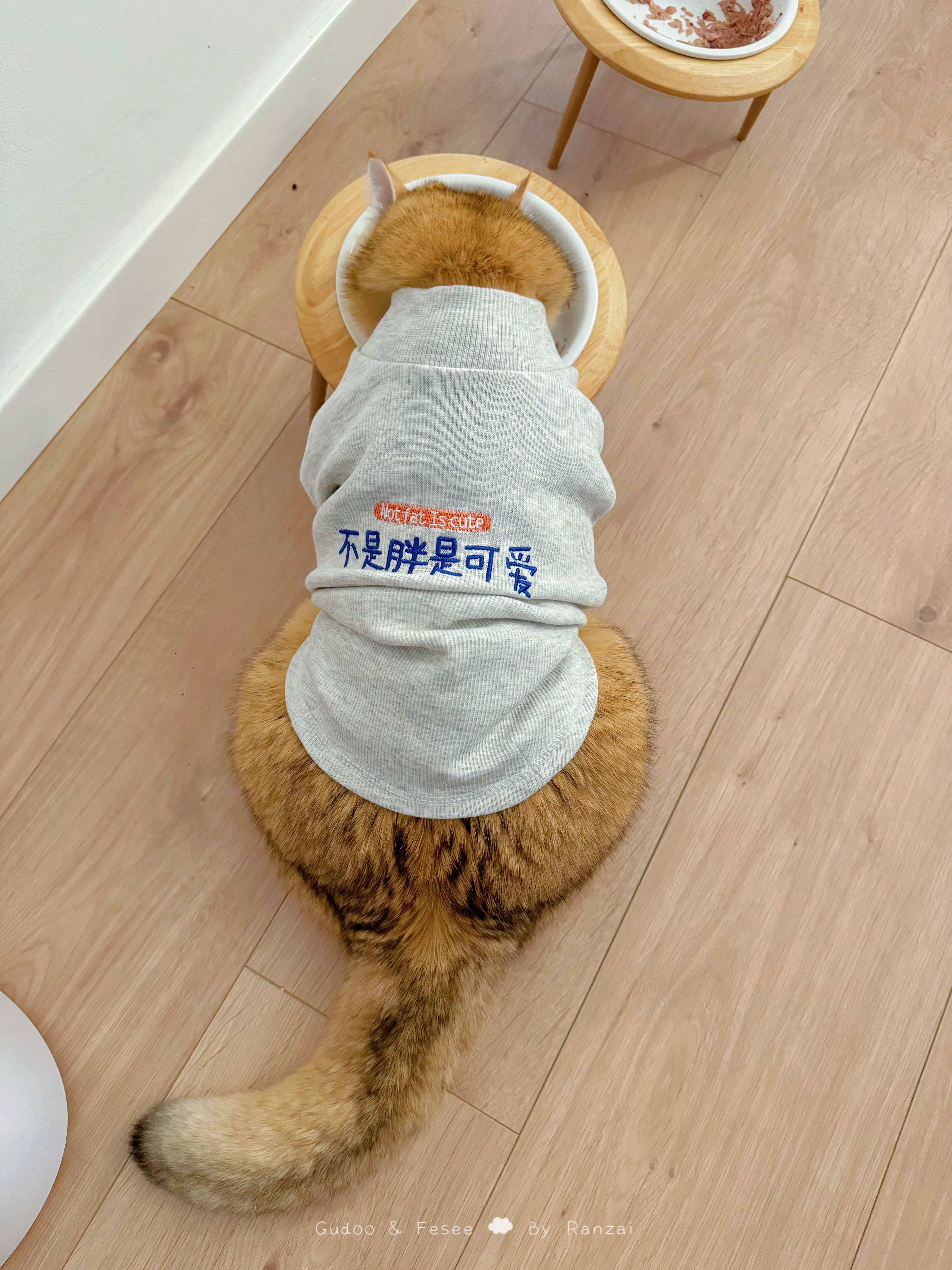 小黄狗的专属新衣，不是胖是可爱！[哇]#菇冬怎么肥四[超话]##我家有宠初成长#