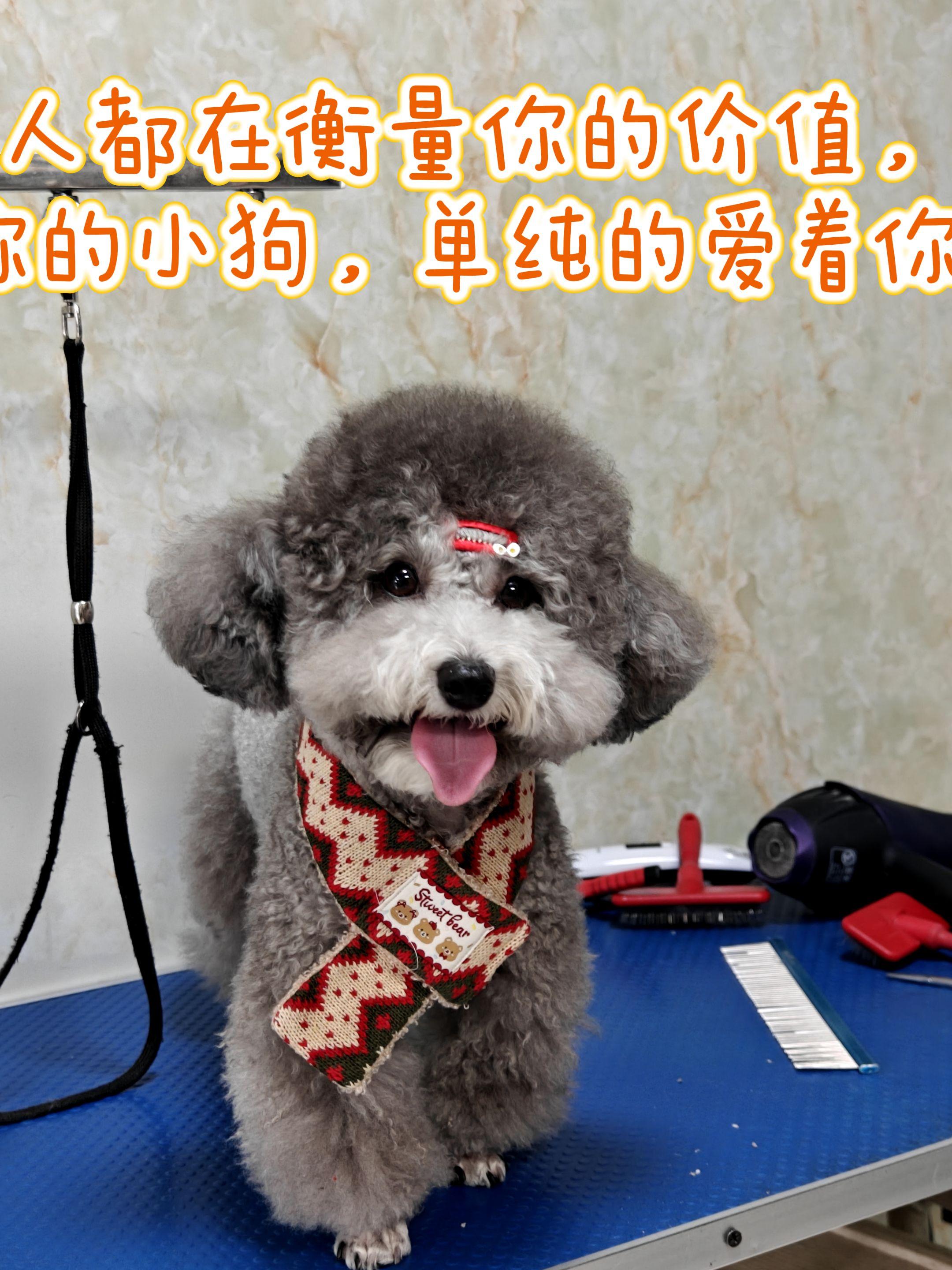 每个人都在衡量你的价值， 除了你的小狗，单纯的爱着你