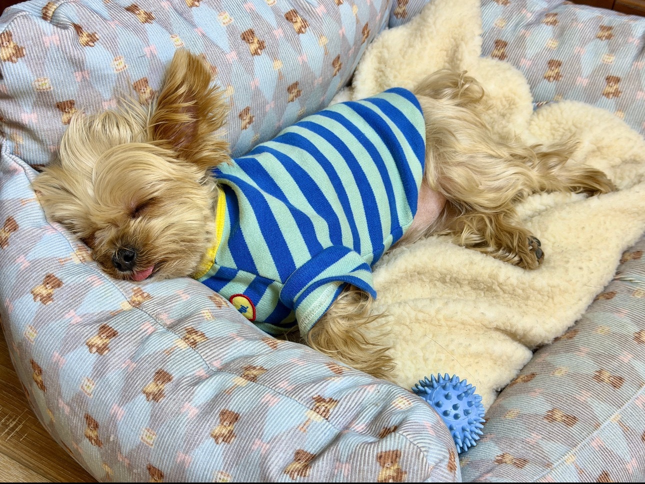 檀力球咋睡成一只猪了 