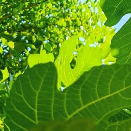 种种无花果一、温度管理：无花果喜欢温暖的环境，适宜的温度为20-30°C。冬季需