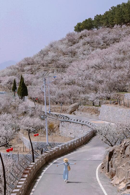 青岛美爆了的樱花季🌸错过后悔一年……附攻略
