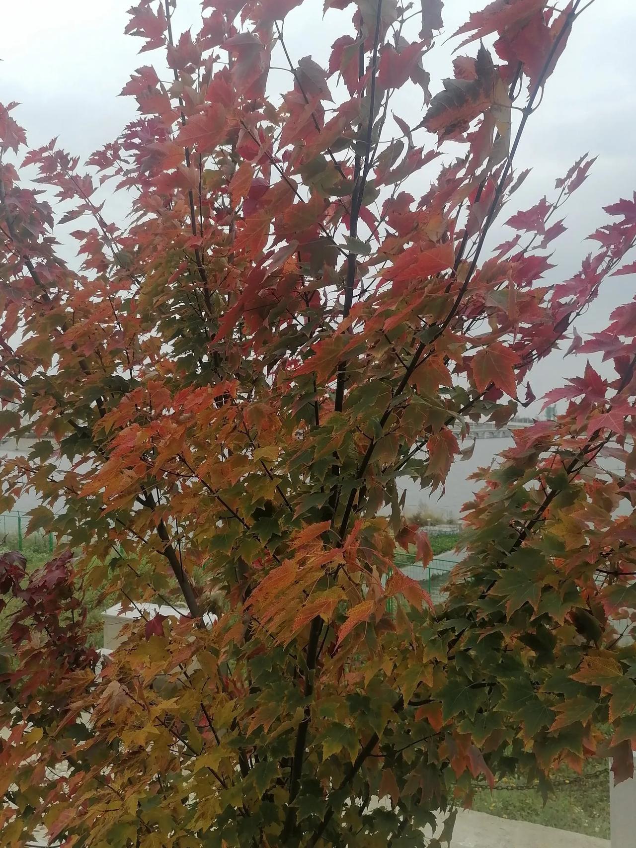 #提到中秋你会想起哪首诗#
月到中秋分外圆
（诗）
度过春秋又一年，
月到中秋分